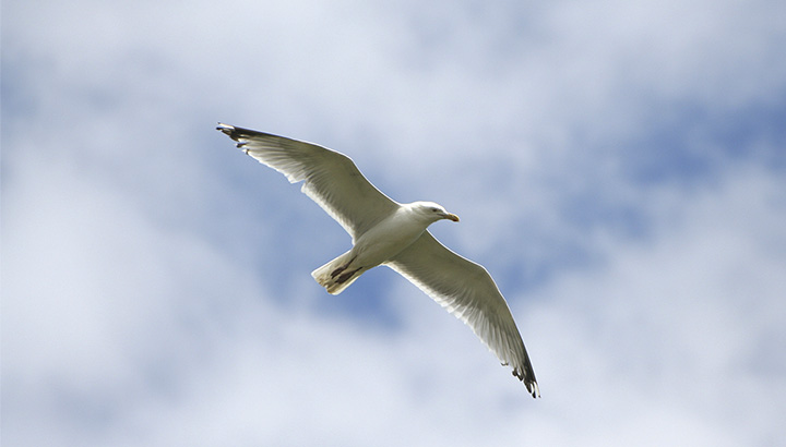 Oiseaux et plantes de la pointe des Minimes